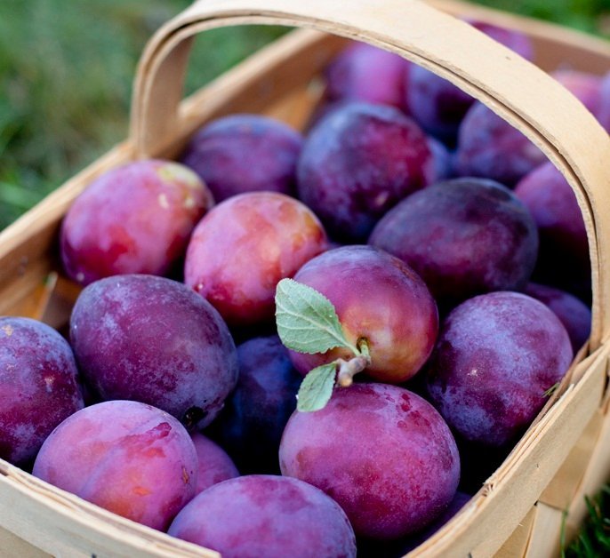 Benefícios do Fruto de Ameixa!